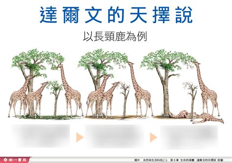 分歧型天擇|【分歧型天擇】分歧型天擇：驅動物種多樣性的演化力量